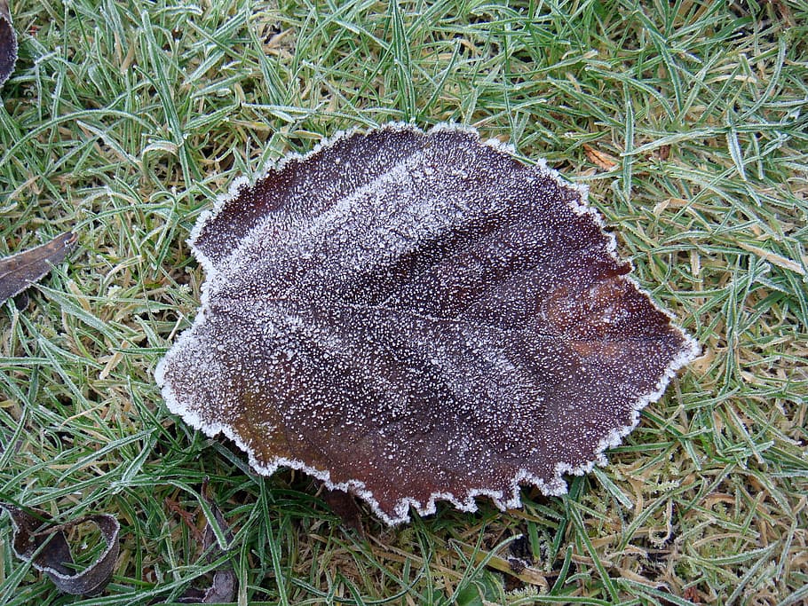 leaf, frost, ice, icy, ice crystal, winter, winter magic, wintry HD wallpaper