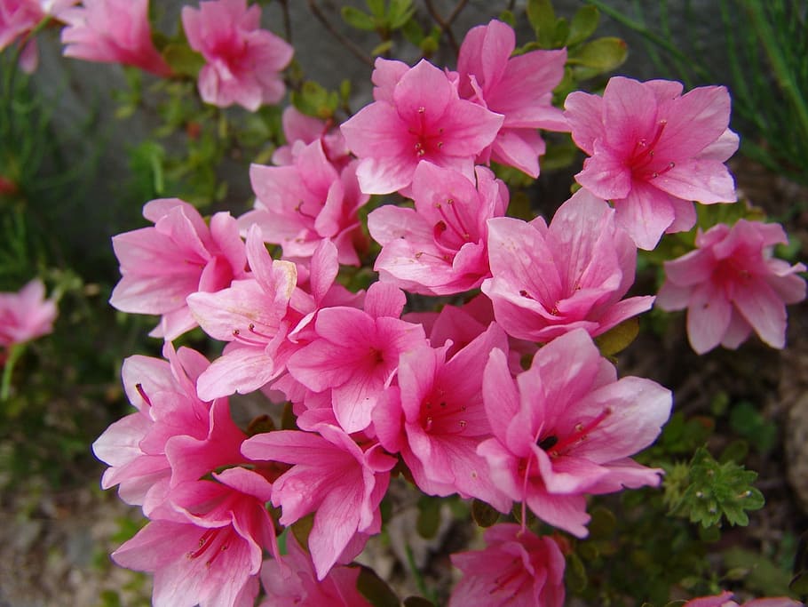 Flowers, Nature, Spring, pink color, plant, beauty in nature HD wallpaper