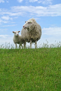 white sheep on grass field during daytime photo, lamb, texelschaf HD wallpaper