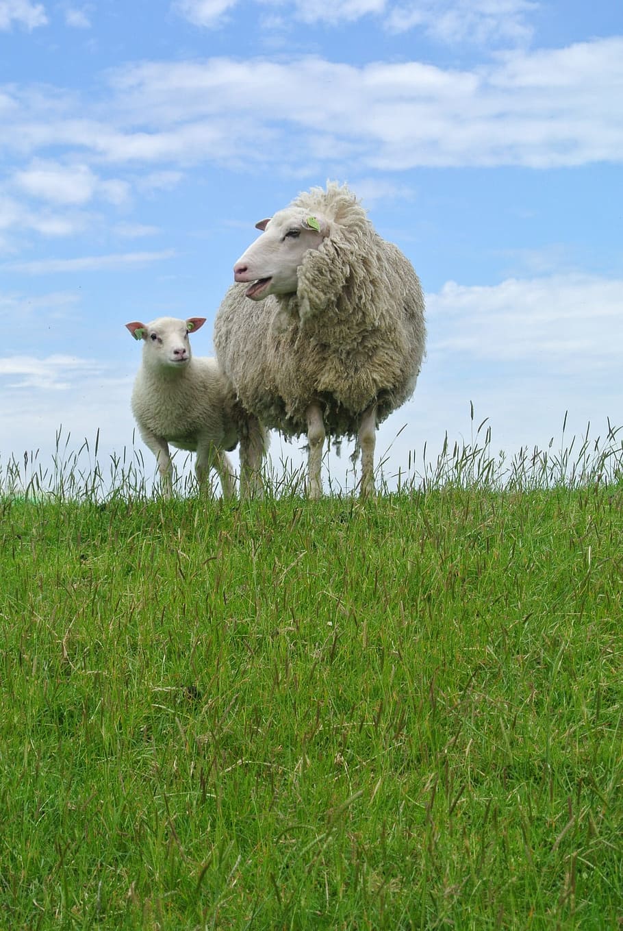 white sheep on grass field during daytime photo, lamb, texelschaf HD wallpaper