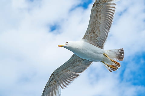 white seagull flying, bird, wing, wings, environmental, beautiful HD wallpaper