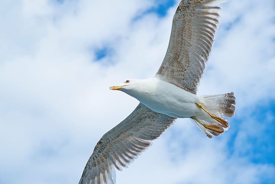 white seagull flying, bird, wing, wings, environmental, beautiful, HD wallpaper