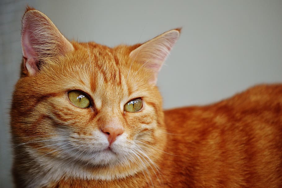 cat, red, face, domestic cat, close, cat face, view, portrait HD wallpaper