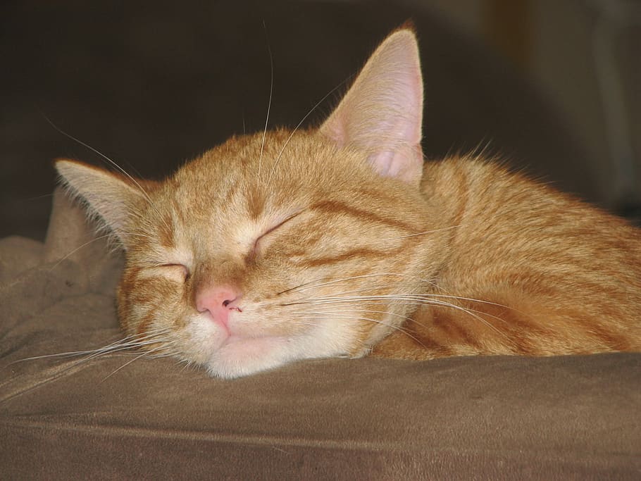 Cat, Sleep, Orange, Fur, Animal, Cute, pet, rest, furry, kitty HD wallpaper