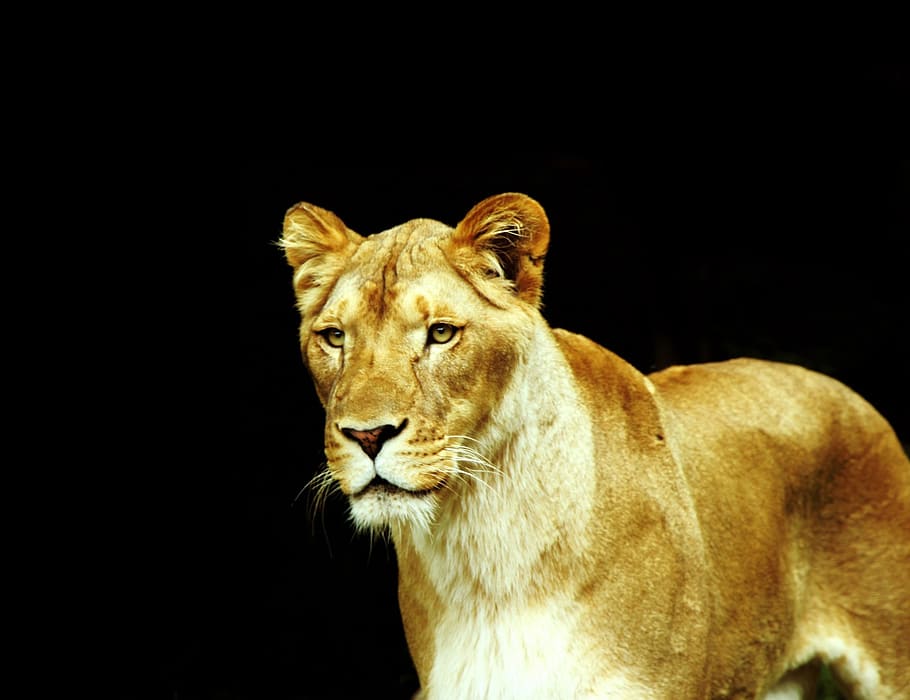 black background with lioness illustration, feline, africa, animal, HD wallpaper