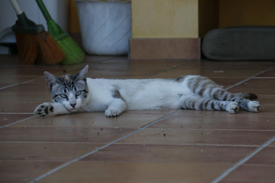 cat, laziness, rest, kitten, feline, animal, feline stopped, HD wallpaper
