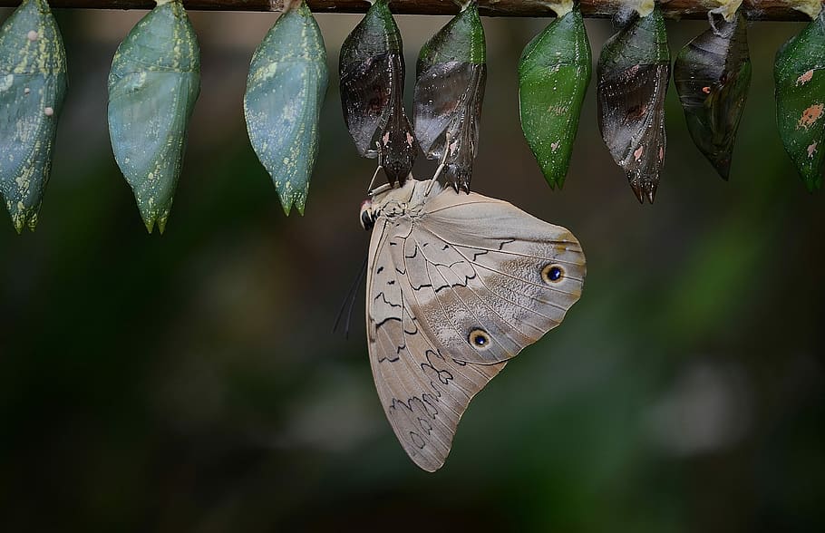 Butterfly, Cocoons, Larva, larvae, insect larvae, macro, nature HD wallpaper
