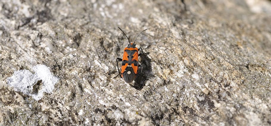 bug, insect, animal, stone, nature, close, close-up, animal themes HD wallpaper