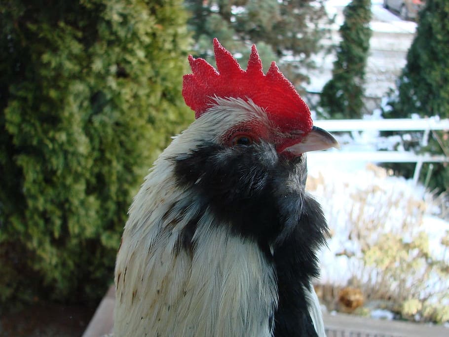cockscomb, hahn, chicken, farm, agriculture, animal husbandry HD wallpaper