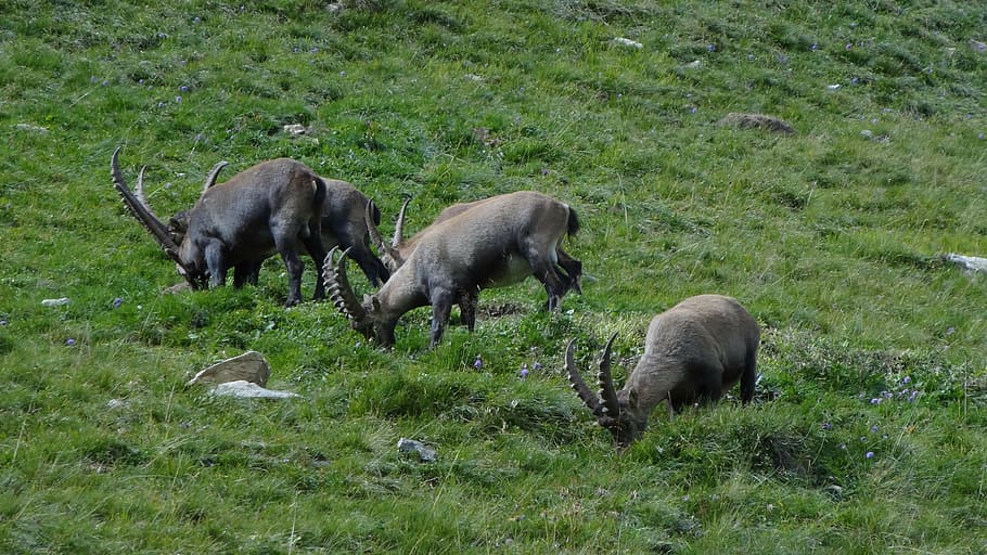 alps, gems, nature, group of animals, animal themes, mammal HD wallpaper