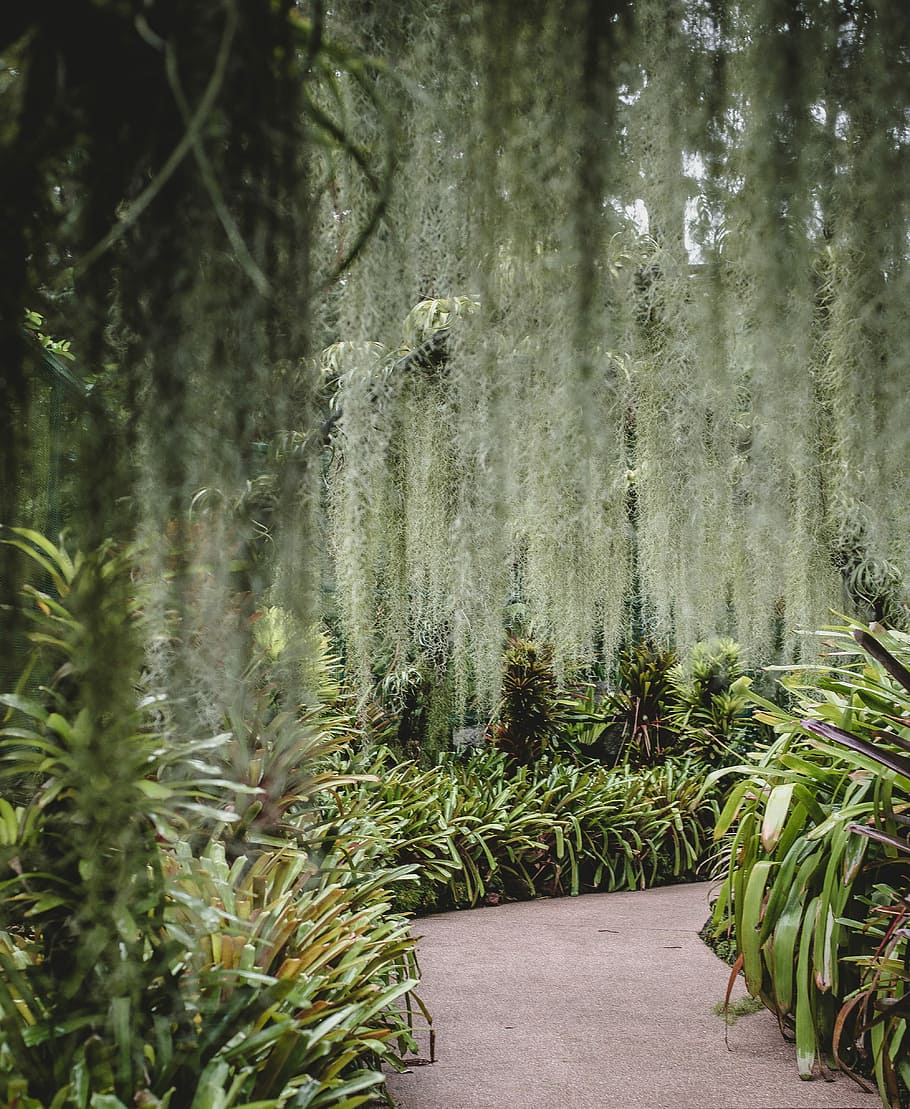 pathway surrounded by plants during day, green leafed plants beside the pathway HD wallpaper