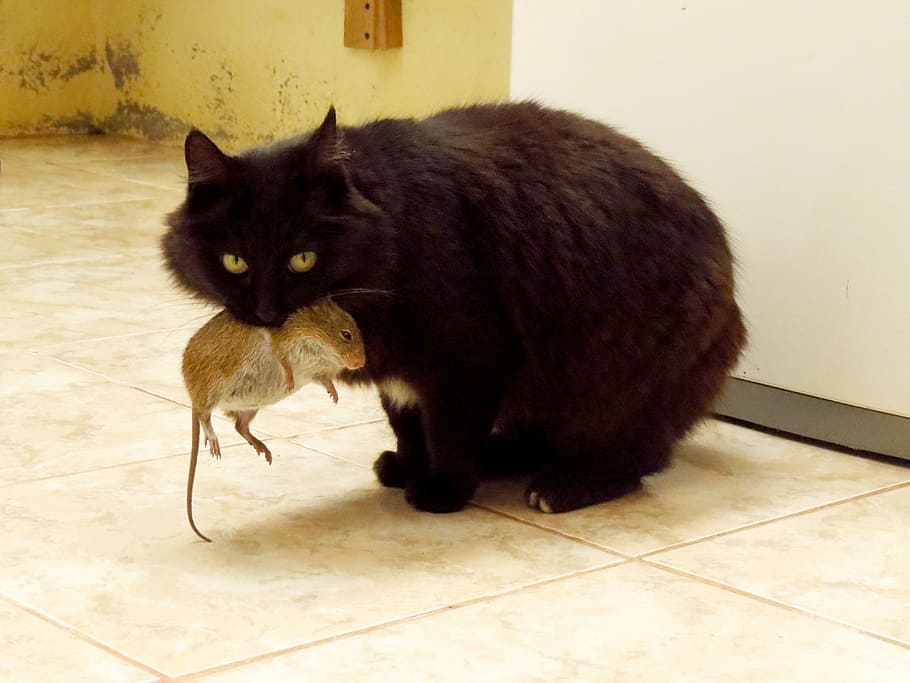 brown cat biting rat standing on white floor tiles, animals HD wallpaper