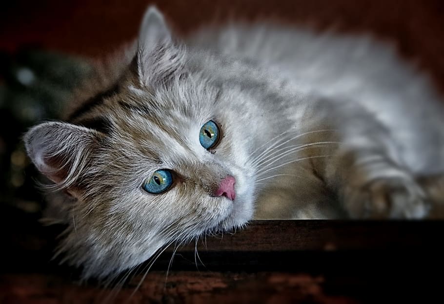 selective focus phot oof gray cat, animal, animals, longhair cat