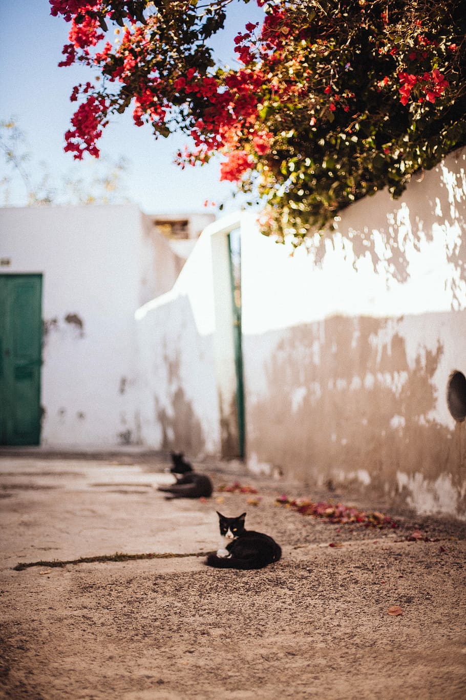 selective focus photography of tuxedo cat lying on brown pavement, tuxedo cat lying on ground under red leaf tree near wall HD wallpaper