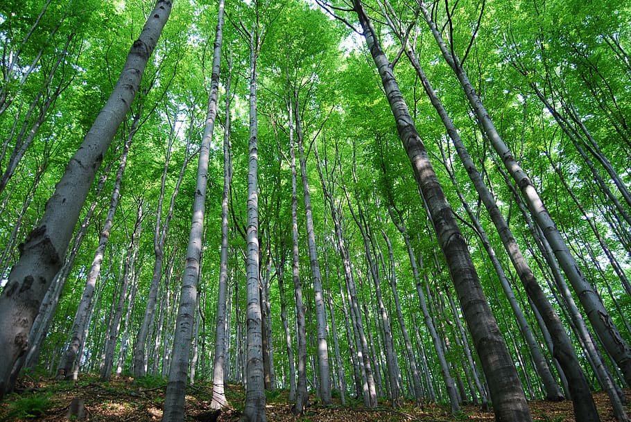 tree, forest, nature, foliage, green, green color, beauty in nature HD wallpaper