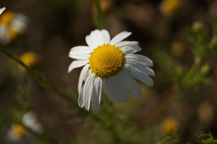Daisy, Flower, White, Nature, keywords fotomontáž, summer HD wallpaper