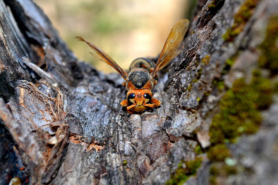 hornet, bee, insect, macro, antenna, wing, animal wildlife HD wallpaper