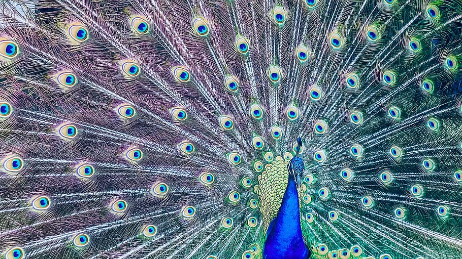 male peacock photo, blue peacock spreading it's feathers, bird HD wallpaper