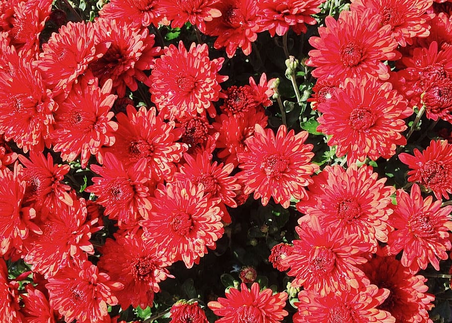 Fall mums 1080P, 2K, 4K, 5K HD wallpapers free download | Wallpaper Flare