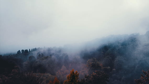 bird's eye view photo of white fogs on forest, trees with smoke during daytime HD wallpaper