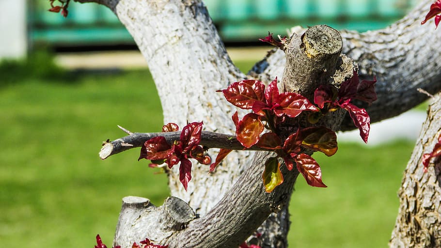 tree, leaves, colourful, park, plant, focus on foreground, tree trunk HD wallpaper