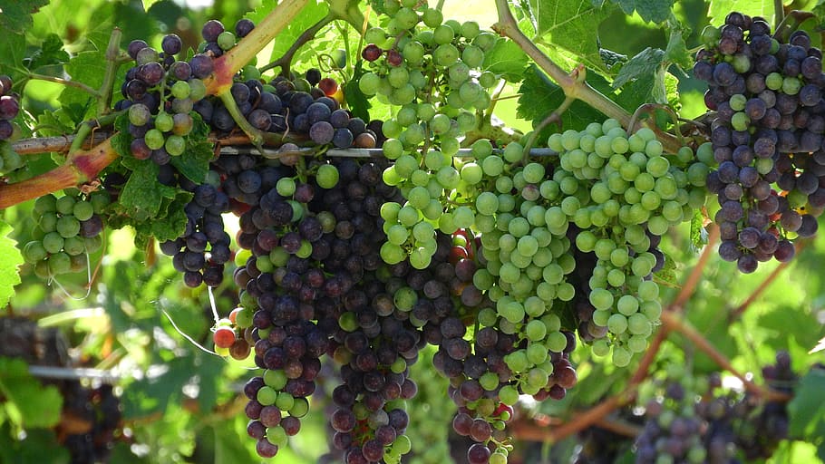 grapevine, viticulture, wine, grapes, the grapes, blue grapes HD wallpaper