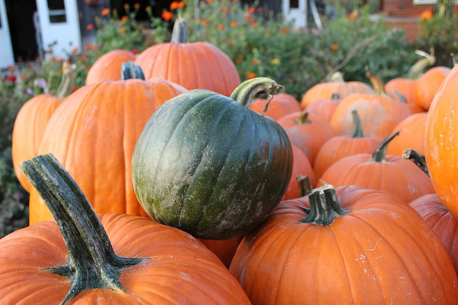 pumpkin, fall, green, orange, autumn, october, harvest, thanksgiving HD wallpaper