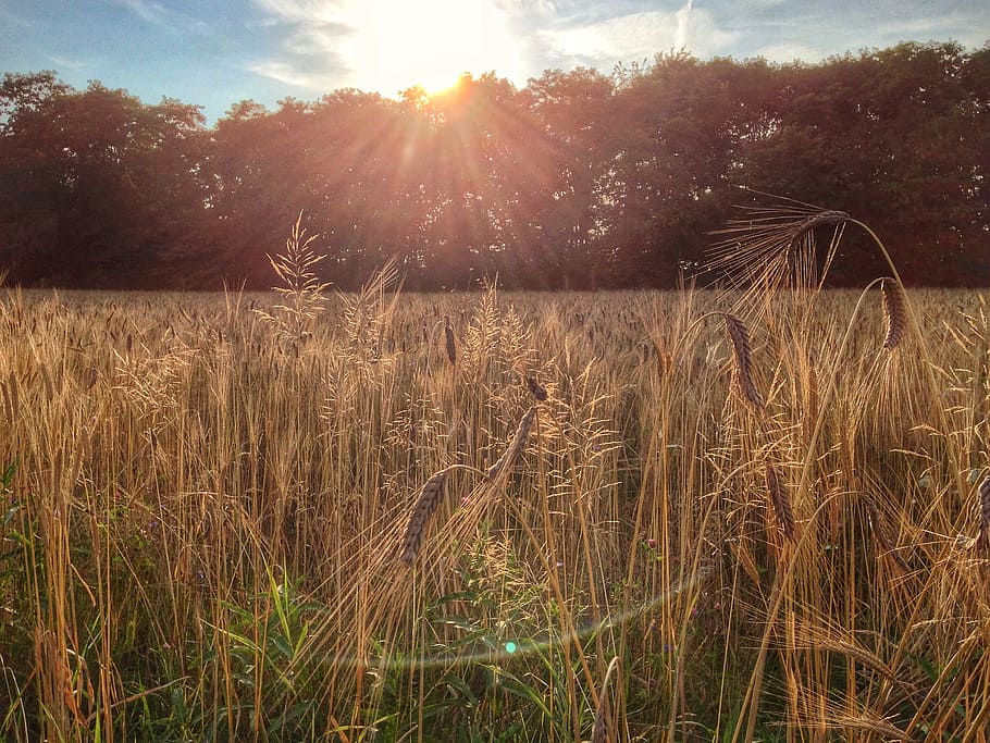 spike, cornfield, sunset, harvest, agriculture, cereals, grain HD wallpaper