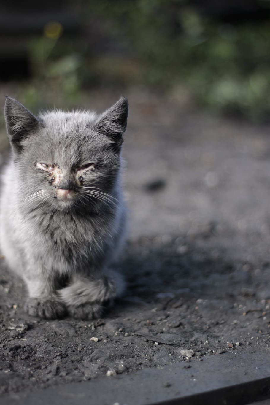 kitten, disease, life, cat, domestic cat, mammal, one animal HD wallpaper