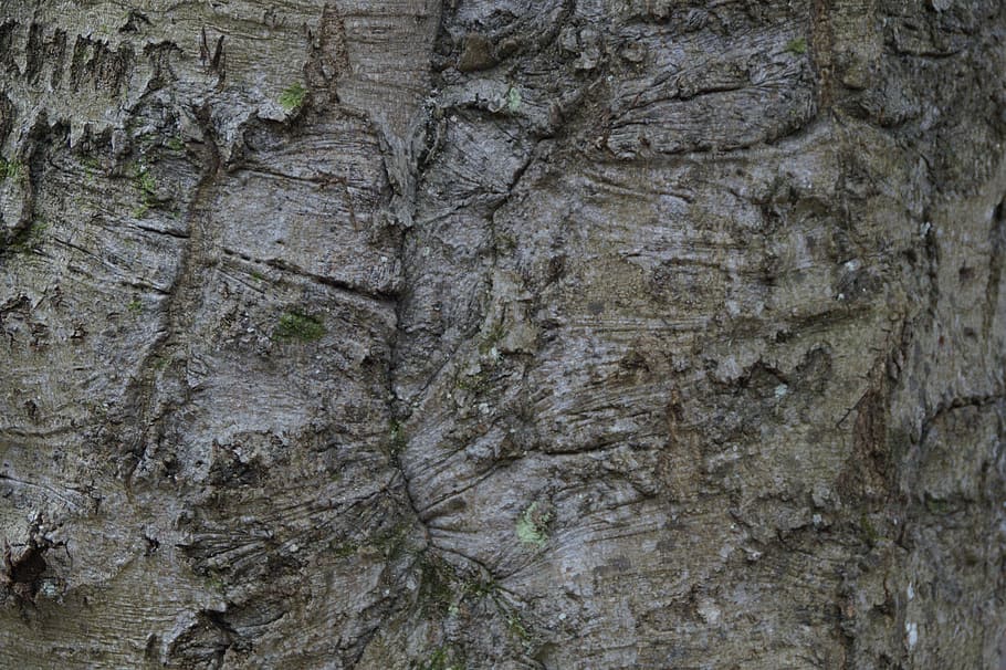 tribe, bark, close, structure, texture, tree, wood, nature HD wallpaper