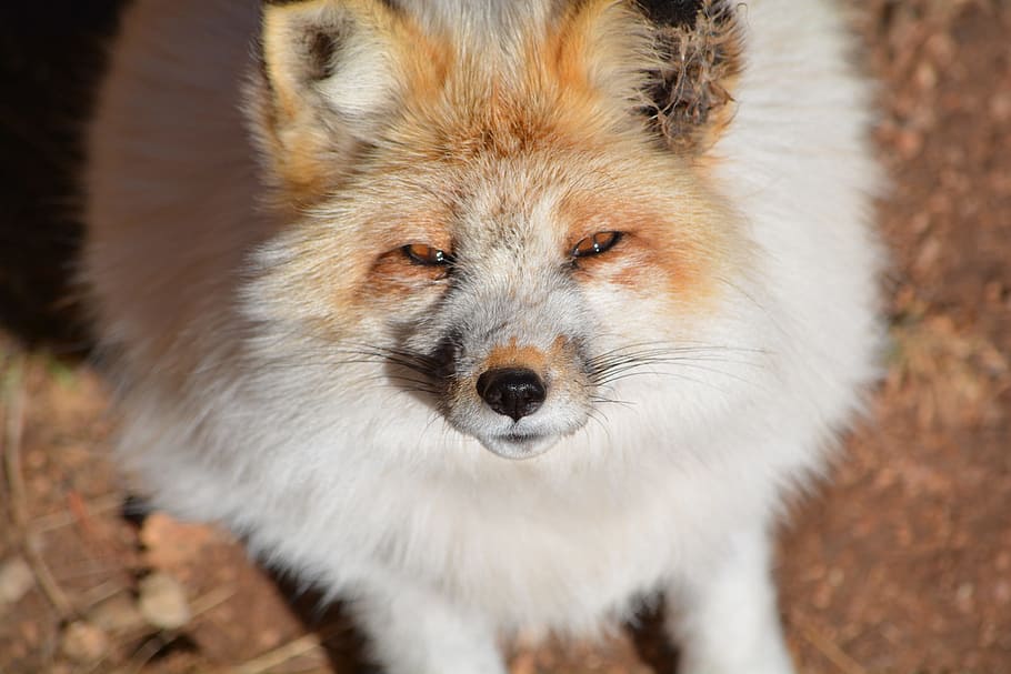 Fox, White, Outside, animal wildlife, one animal, animals in the wild HD wallpaper