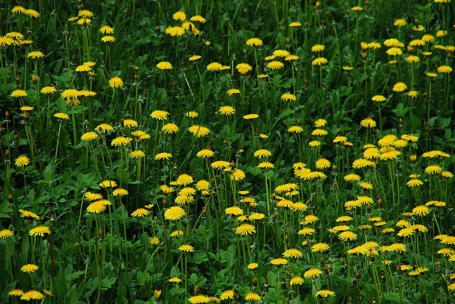 sonchus oleraceus, dandelion, meadow, spring, flowers, nature HD wallpaper