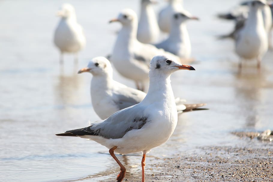 Portrait shots , flock of white seagulls on beach sand, bird HD wallpaper
