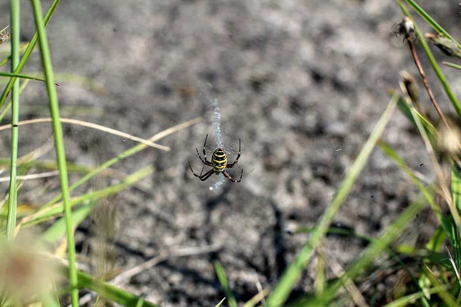 spider, black yellow, web, bvb, invertebrate, insect, animal themes HD wallpaper