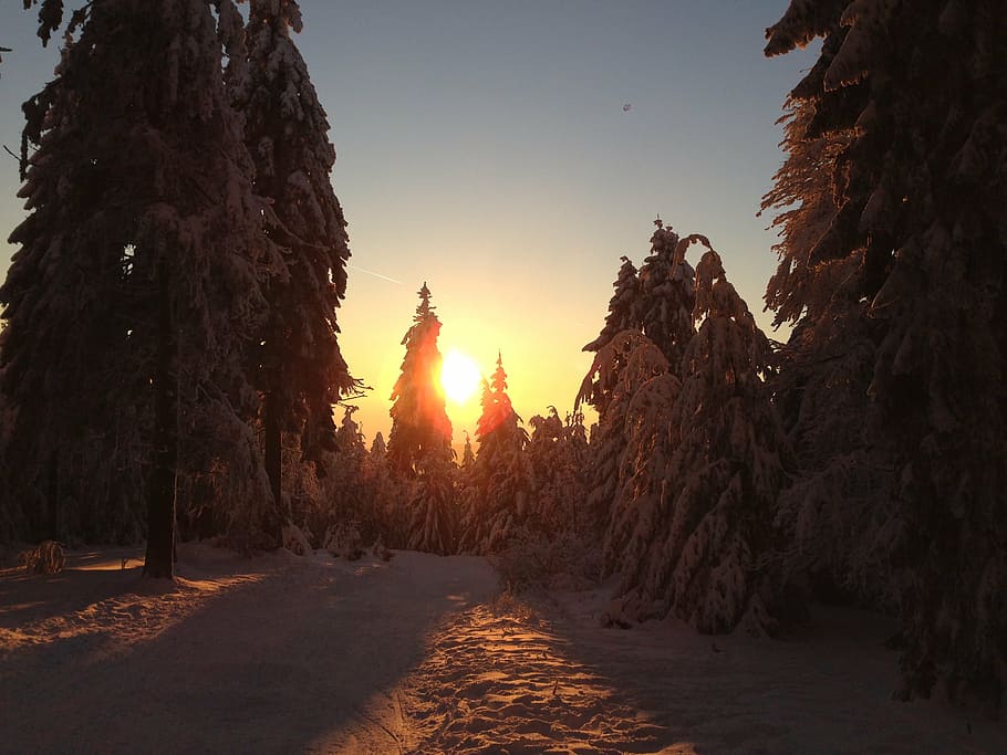 wintry, sunset, snow, tree, plant, sky, nature, tranquility HD wallpaper