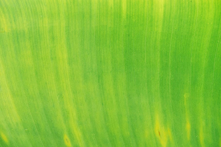green, leaf, plant, green color, backgrounds, no people, textured HD wallpaper