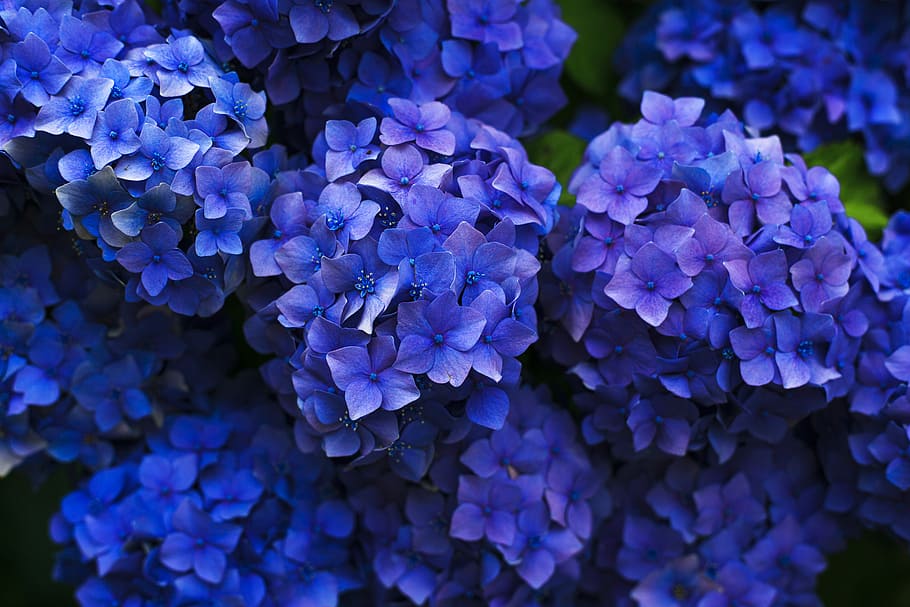 purple flowers, selective focus photography of purple Hydrangea flower HD wallpaper