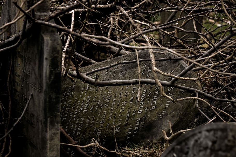 two tombstones placed under dried branches, gray tombstone near twigs HD wallpaper