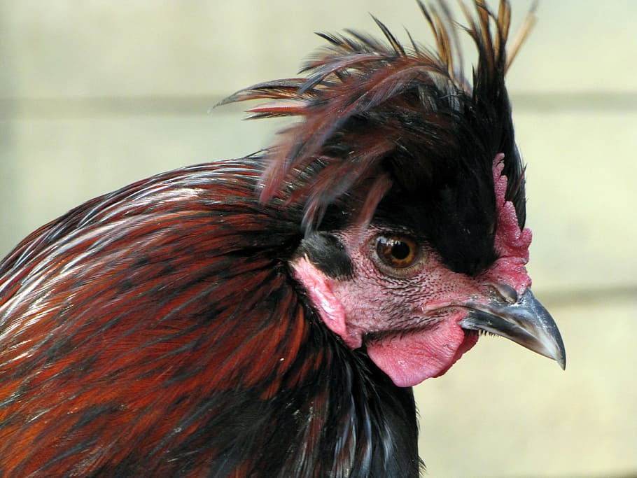 hen, bird, poultry, animal, animal themes, one animal, chicken - bird HD wallpaper