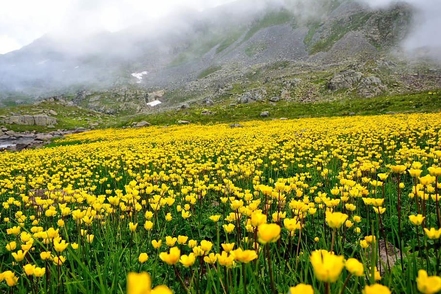 bed of yellow petaled flowers in bloom, Turkey, Nature, Landscape, HD wallpaper