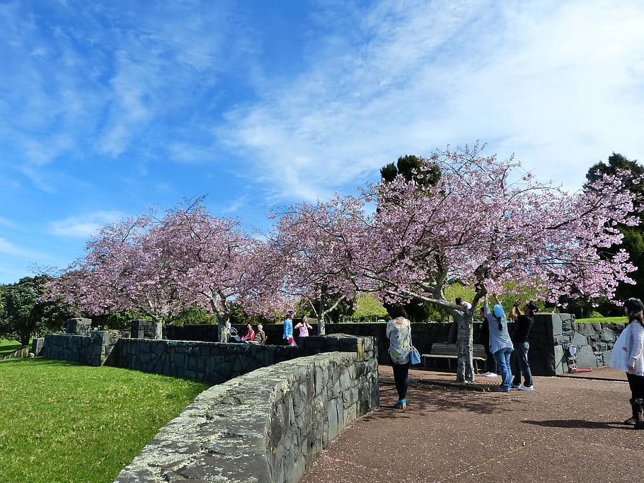 people gathering beside cherry blossoms trees, Cherry, Trees HD wallpaper