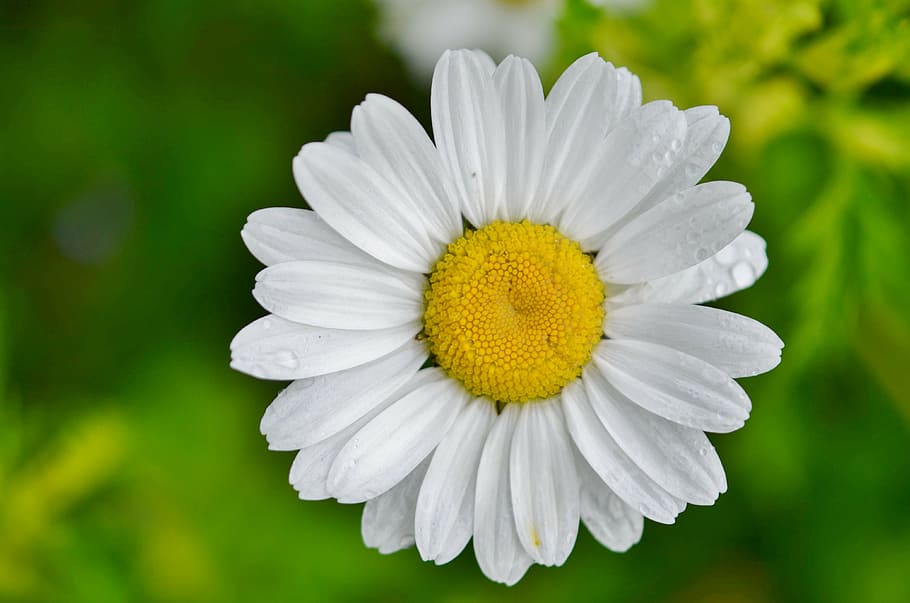 daisy, flower, nature, spring, plant, blossom, summer, white HD wallpaper