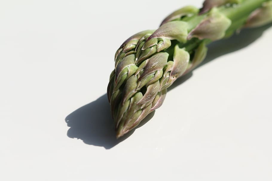 asparagus, vegetable, macro, food, studio shot, white background HD wallpaper