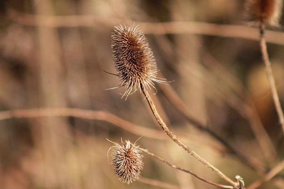 Thistle, Withers, Dry, Flower, Plant, autumn, summer, spring HD wallpaper