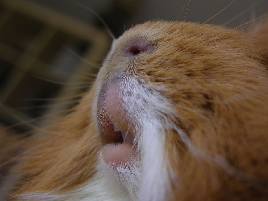 guinea pig, close, cavy teeth, cute, nose, tooth, fur, macro HD wallpaper