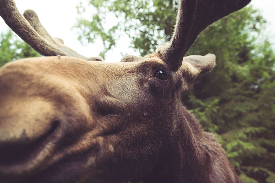 macro photography of brown moose, moose outdoor near trees, Curiosity HD wallpaper