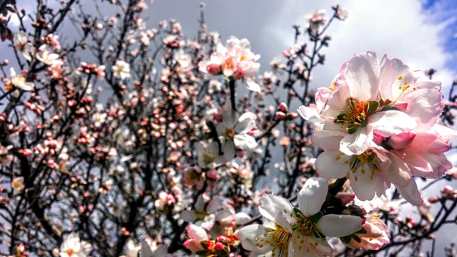 Flowers, Spring, Coming Soon, blossom, fragility, nature, day HD wallpaper