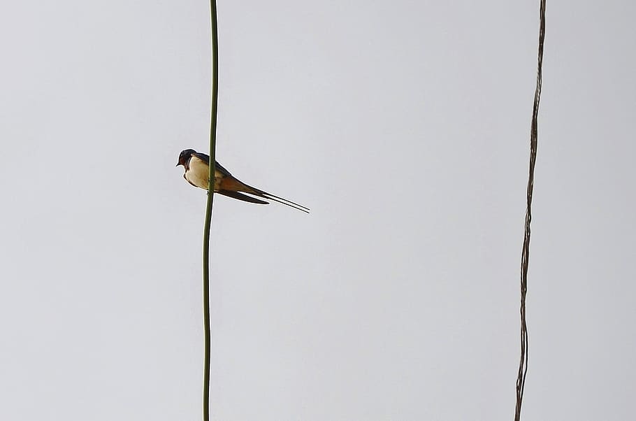 bird, sky, fly, dom, flying, wildlife, feather, summer, wings HD wallpaper