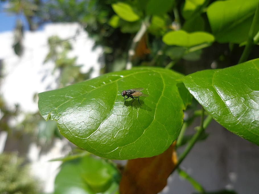 fly, fly on leave, insects, wing, wildlife, bug, bright, small HD wallpaper