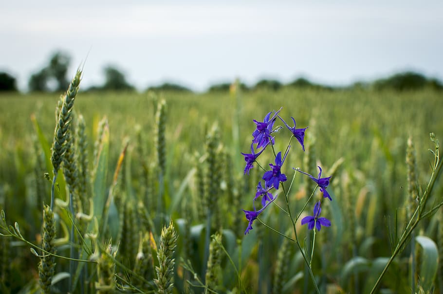 nature, sunset, landscape, plant, flower, flowering plant, field HD wallpaper